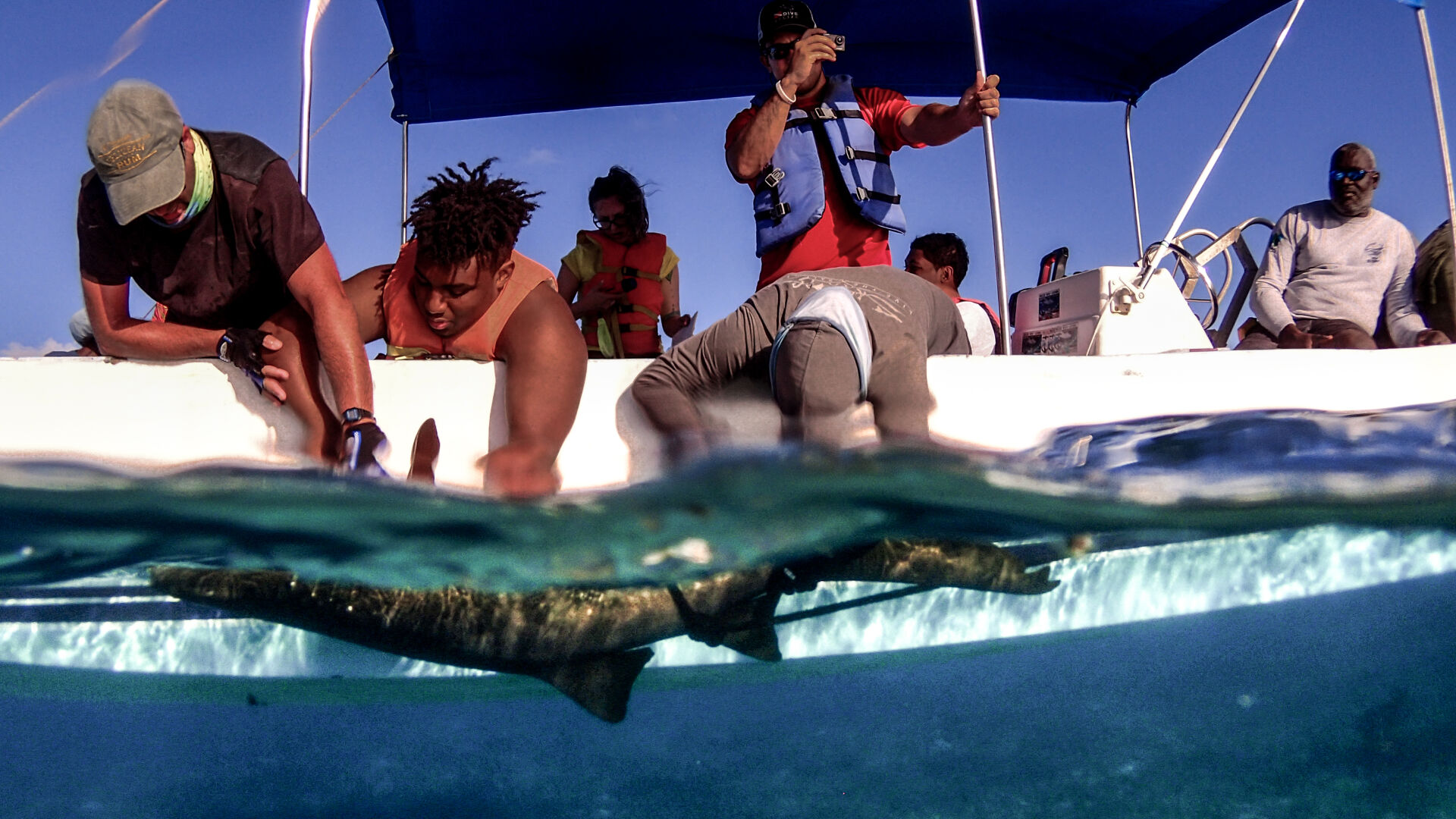 Work up on a nurse shark